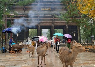 a group of deer with umbrellas in front of a building