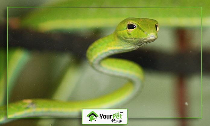 a green snake with black eyes