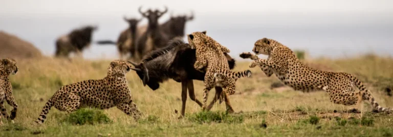 a group of cheetahs fighting with a wildebeest