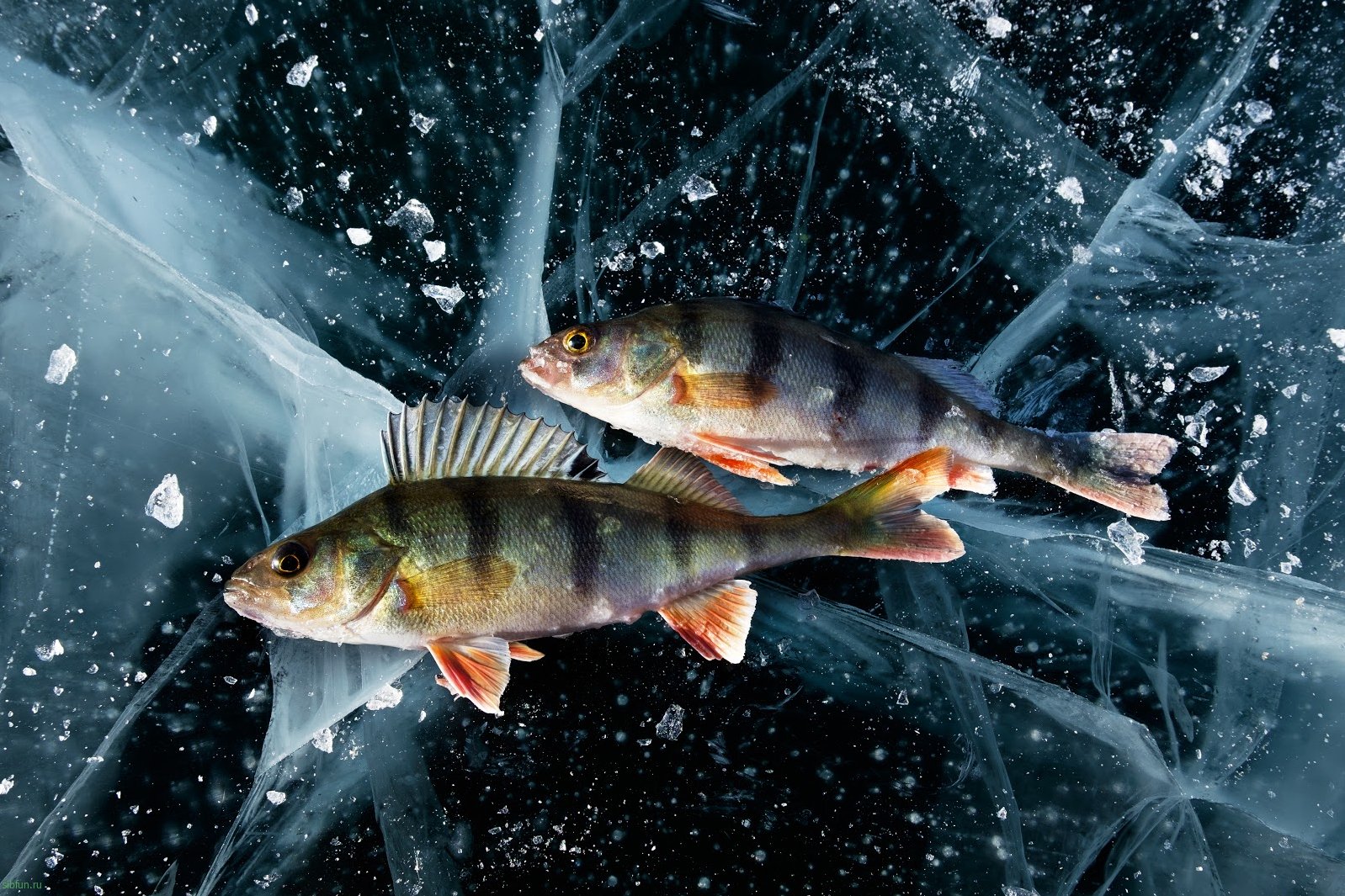 a couple of fish on ice