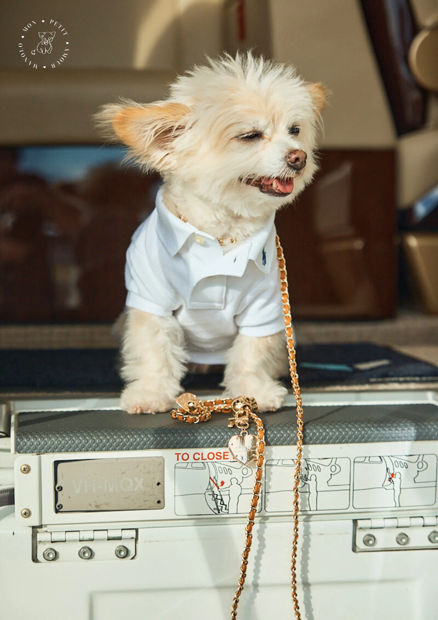 a dog wearing a white shirt and a gold chain