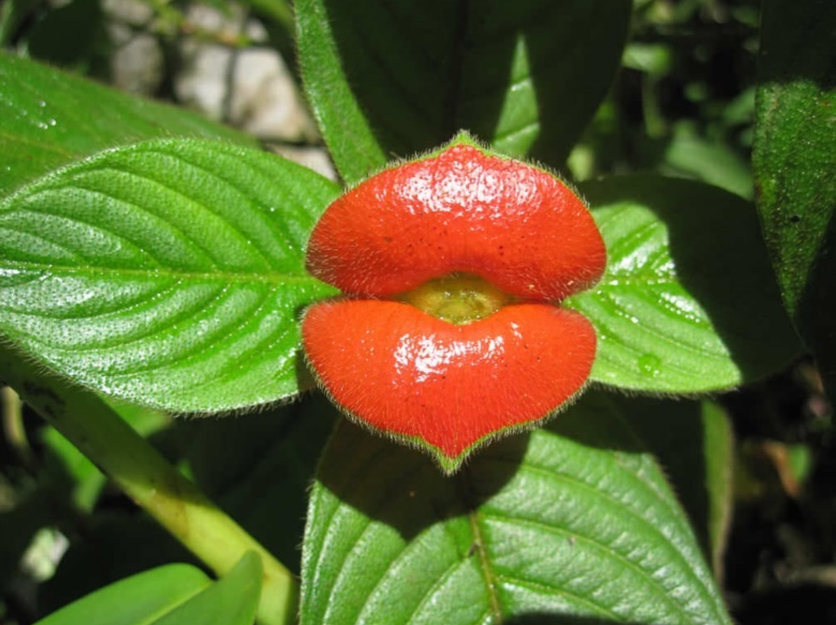 a red flower with a kiss on it