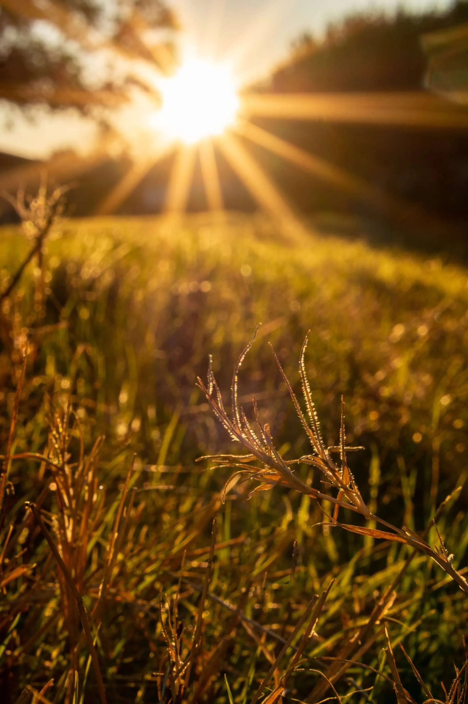 a close up of grass and the sun