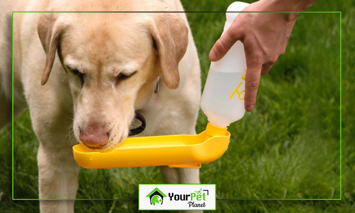 a dog drinking from a bottle