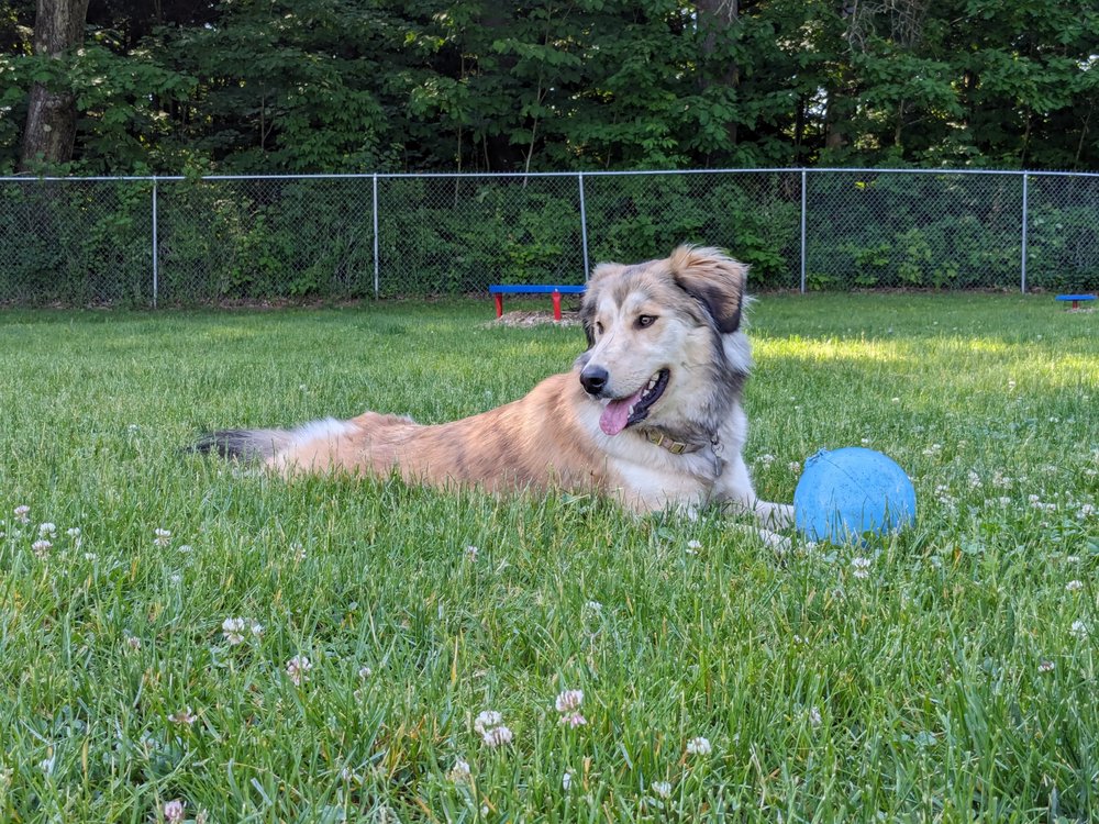 a dog lying in grass with a ball