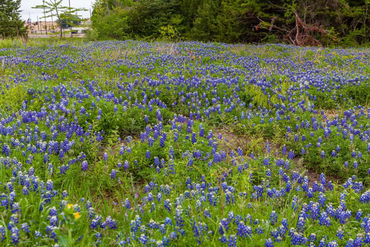 a field of blue flowers