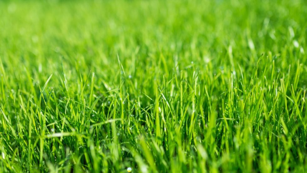 close up of grass in the sun