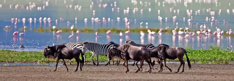 a group of zebras and wildebeest by a body of water