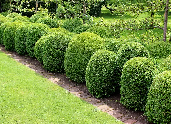 a row of trimmed bushes with Green Animals Topiary Garden in the background