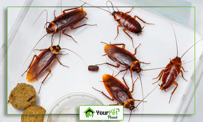 a group of roaches on a white surface