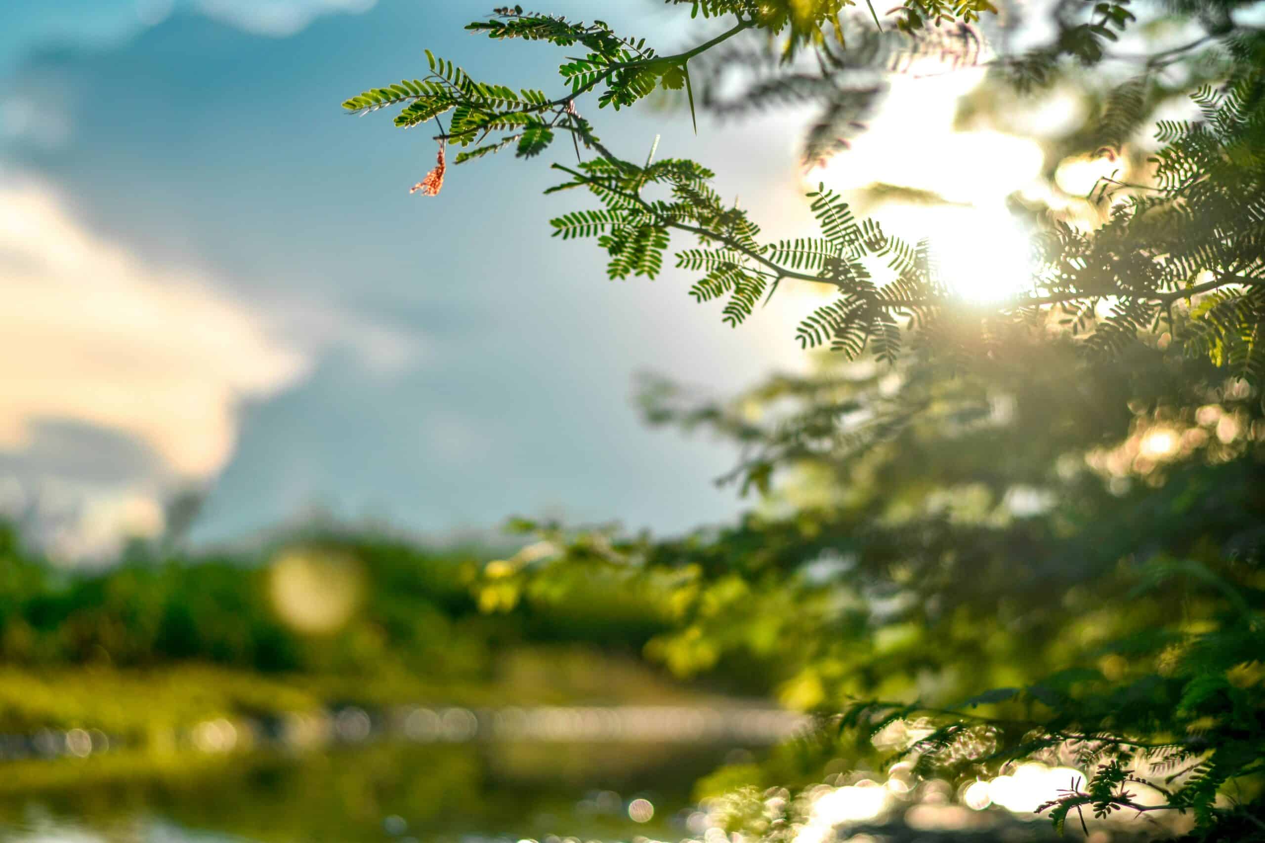 a tree branch with leaves and sun shining through it