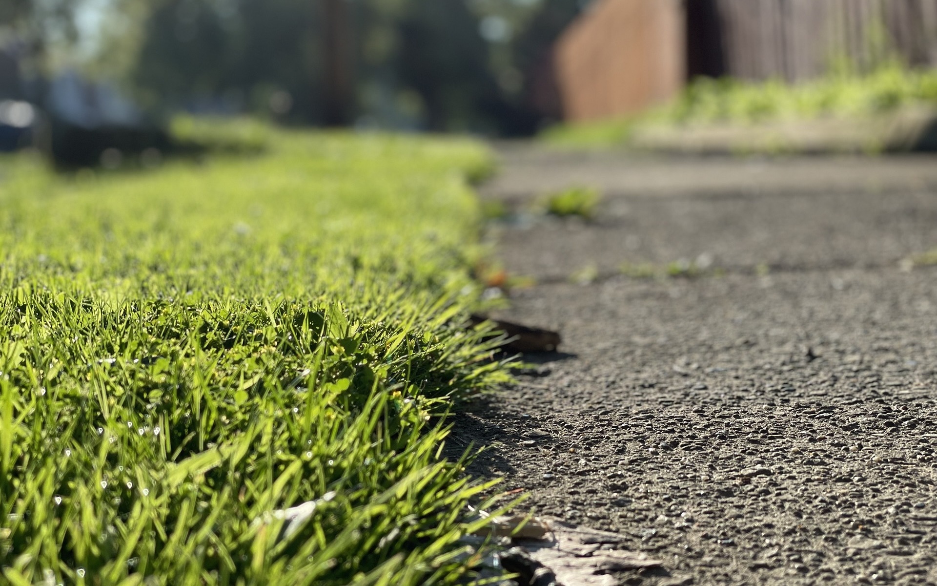 a close up of grass and pavement