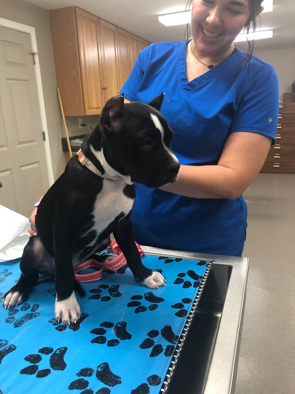 a woman in blue scrubs standing on a blue table with a dog