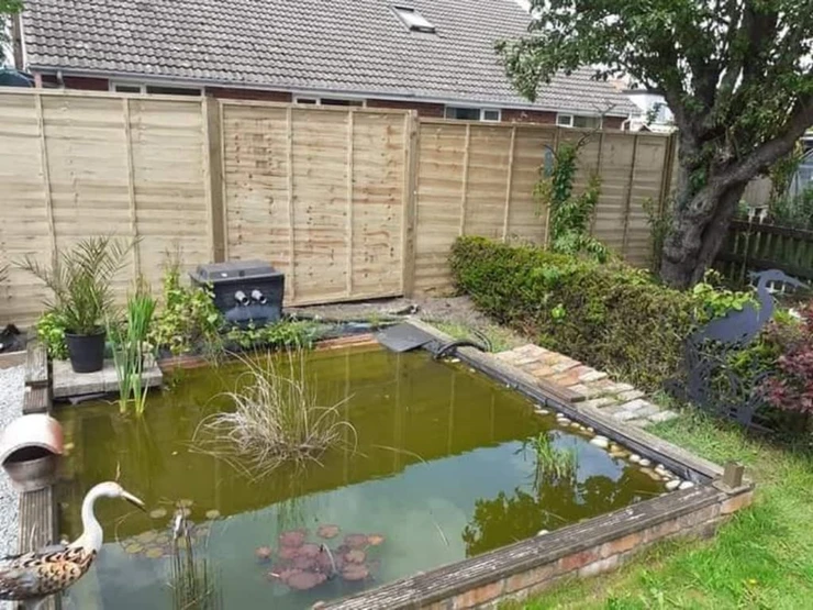 a pond in a backyard