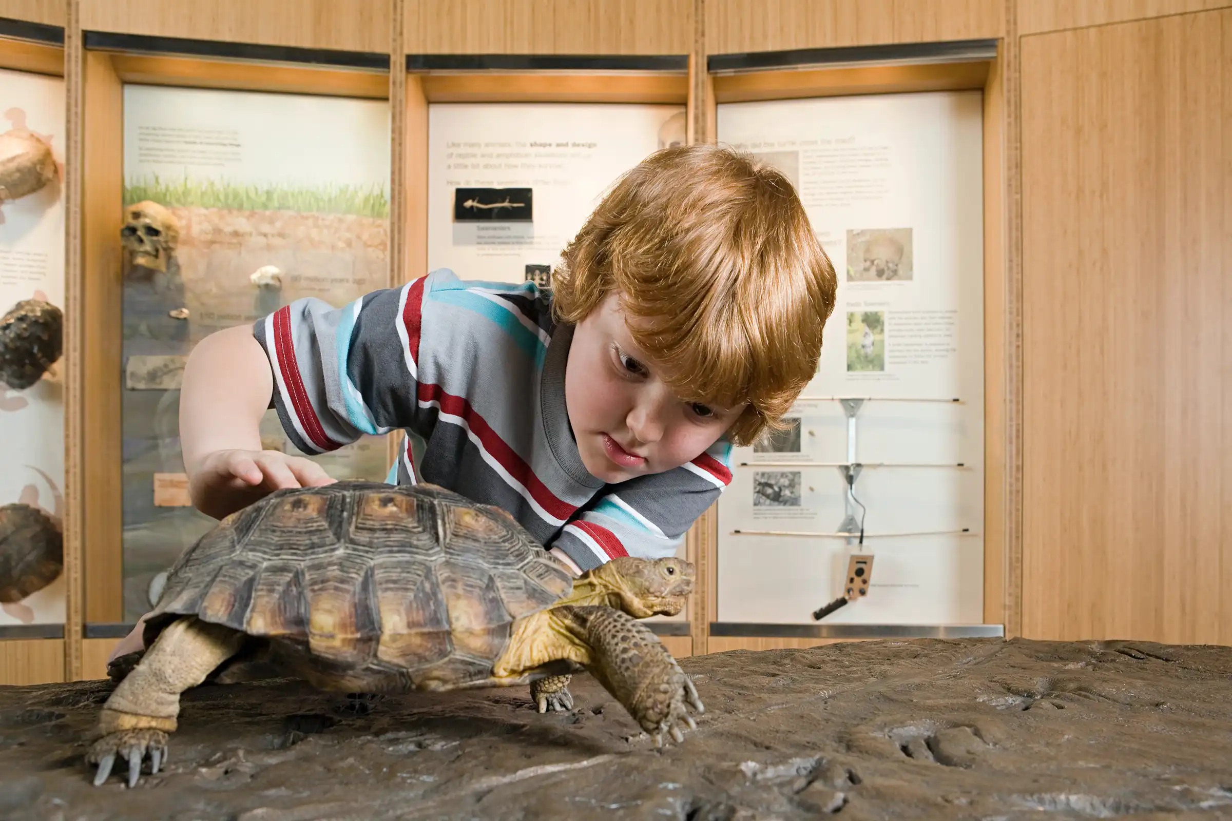 a boy touching a turtle