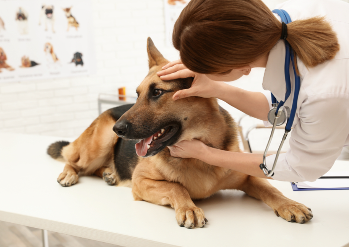 a woman with a stethoscope touching a dog's head