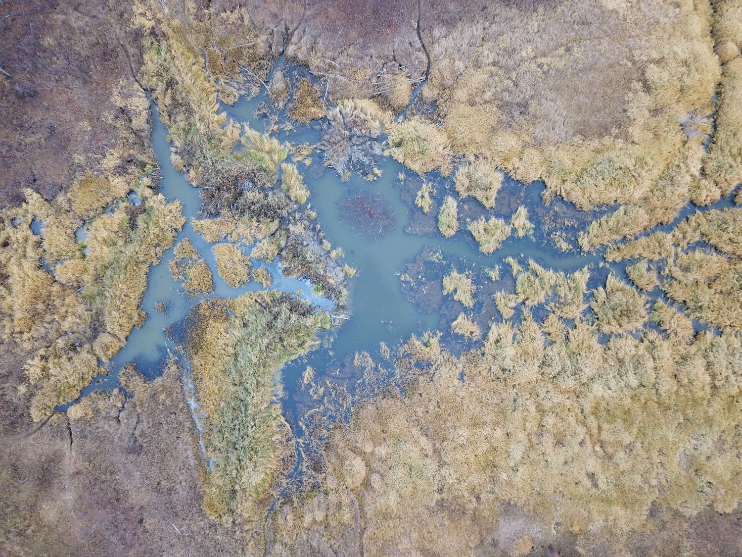a water in a marsh
