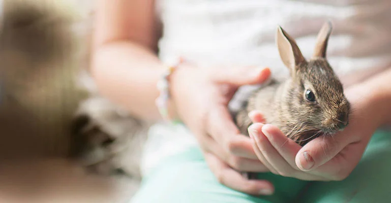 a person holding a rabbit