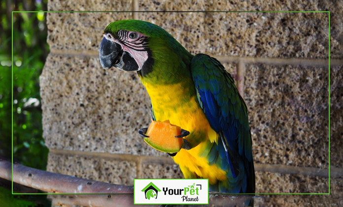 a parrot eating a piece of fruit