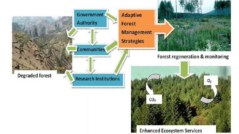 a diagram of a forest management strategy