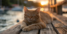 a cat lying on a wood surface