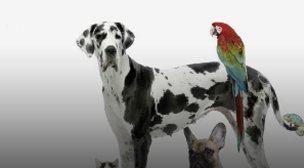 a parrot on a dog