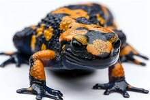 a black and orange frog