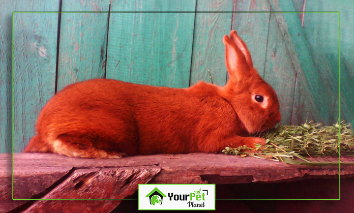 a rabbit lying on a log