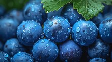 a close up of blue grapes