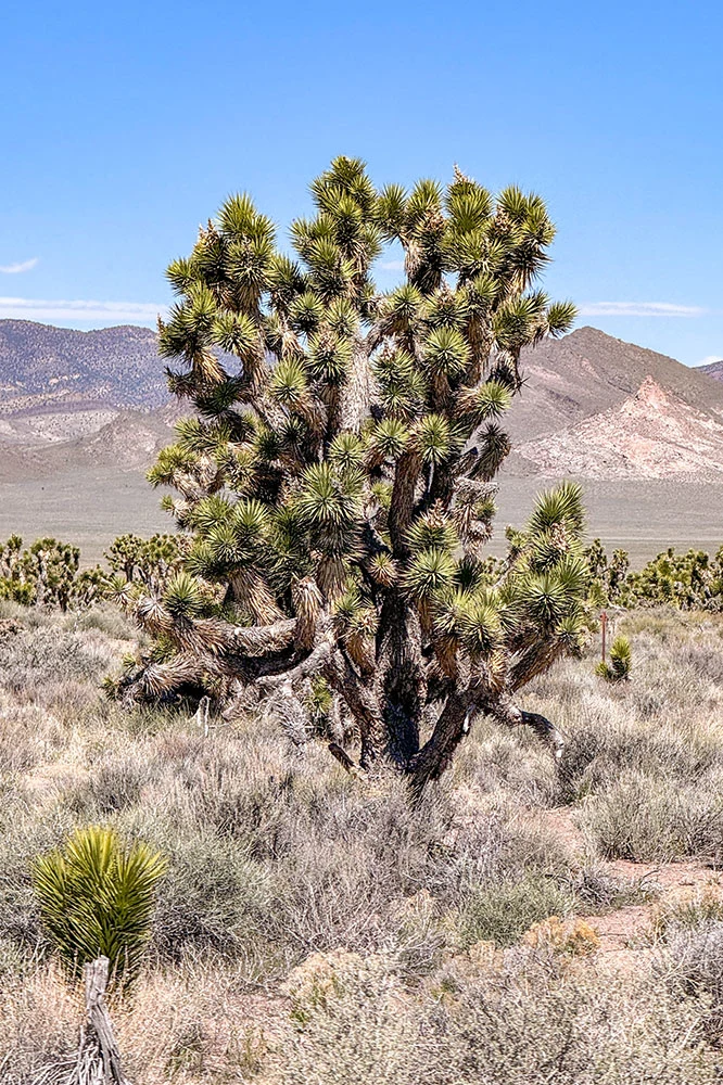 a large cactus in a desert