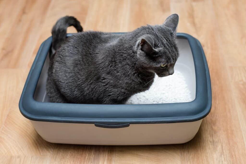 a cat sitting in a litter box