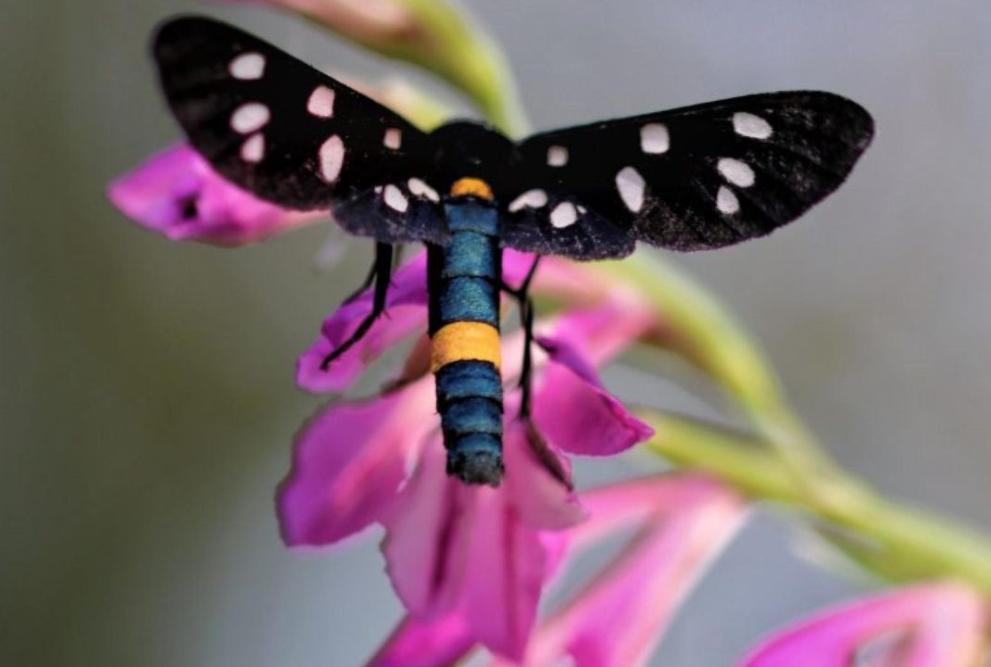 a black and white insect on a purple flower