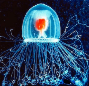 a jellyfish with long tentacles