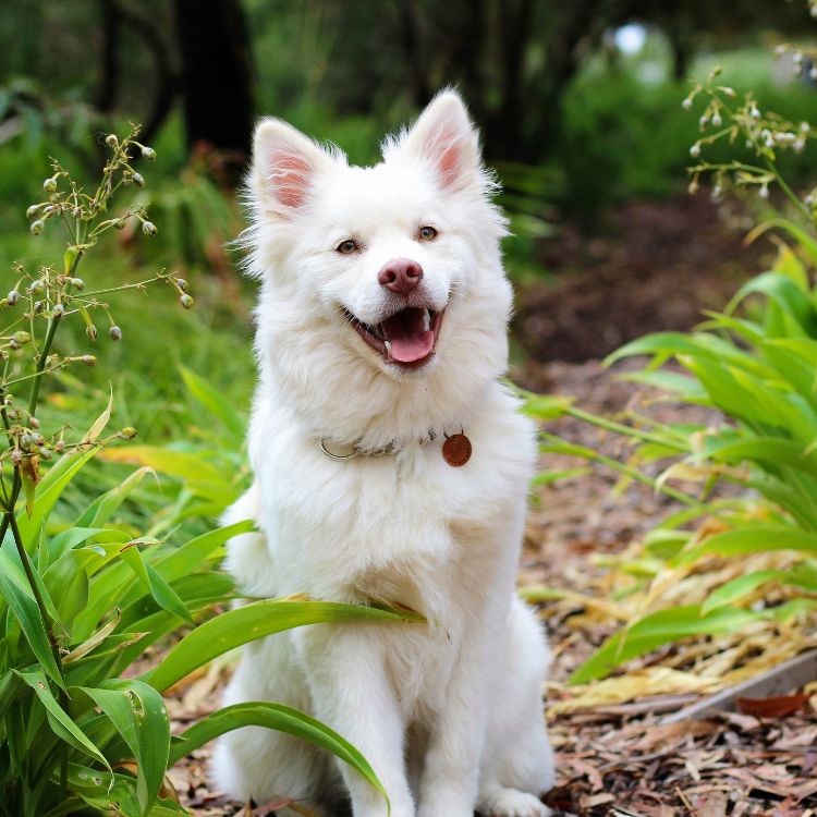 a white dog sitting in a forest