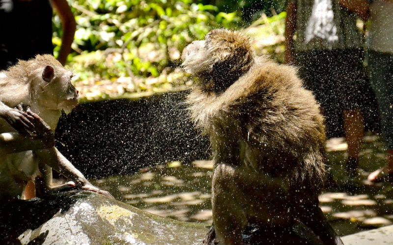 two monkeys shaking water in the air