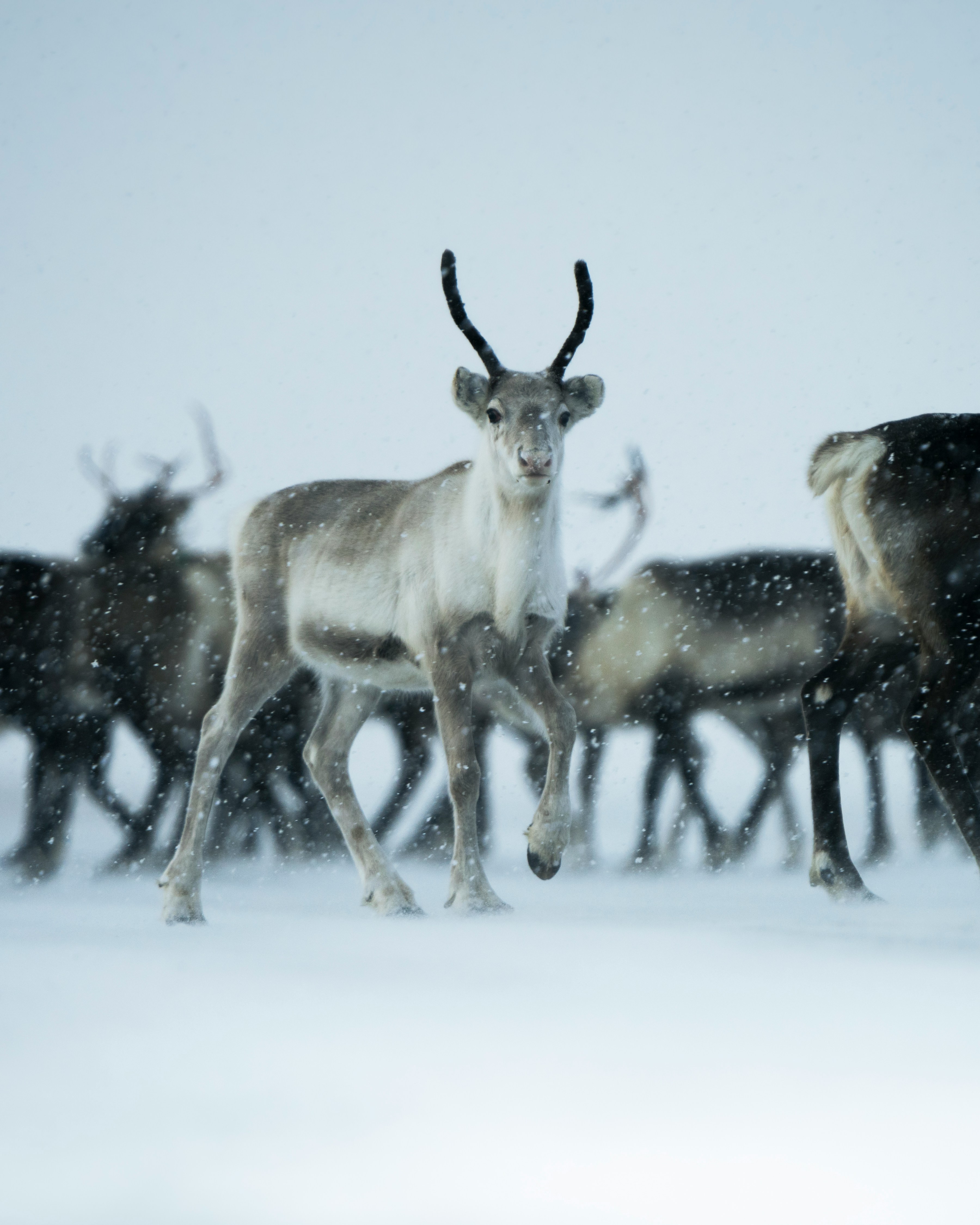 a group of reindeer in the snow