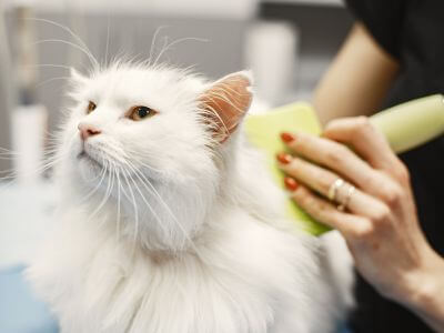 a person brushing a cat