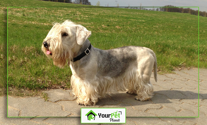 a dog standing on a stone path