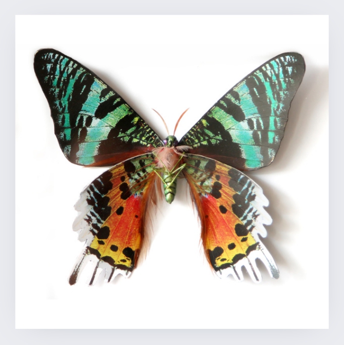 a colorful butterfly with wings