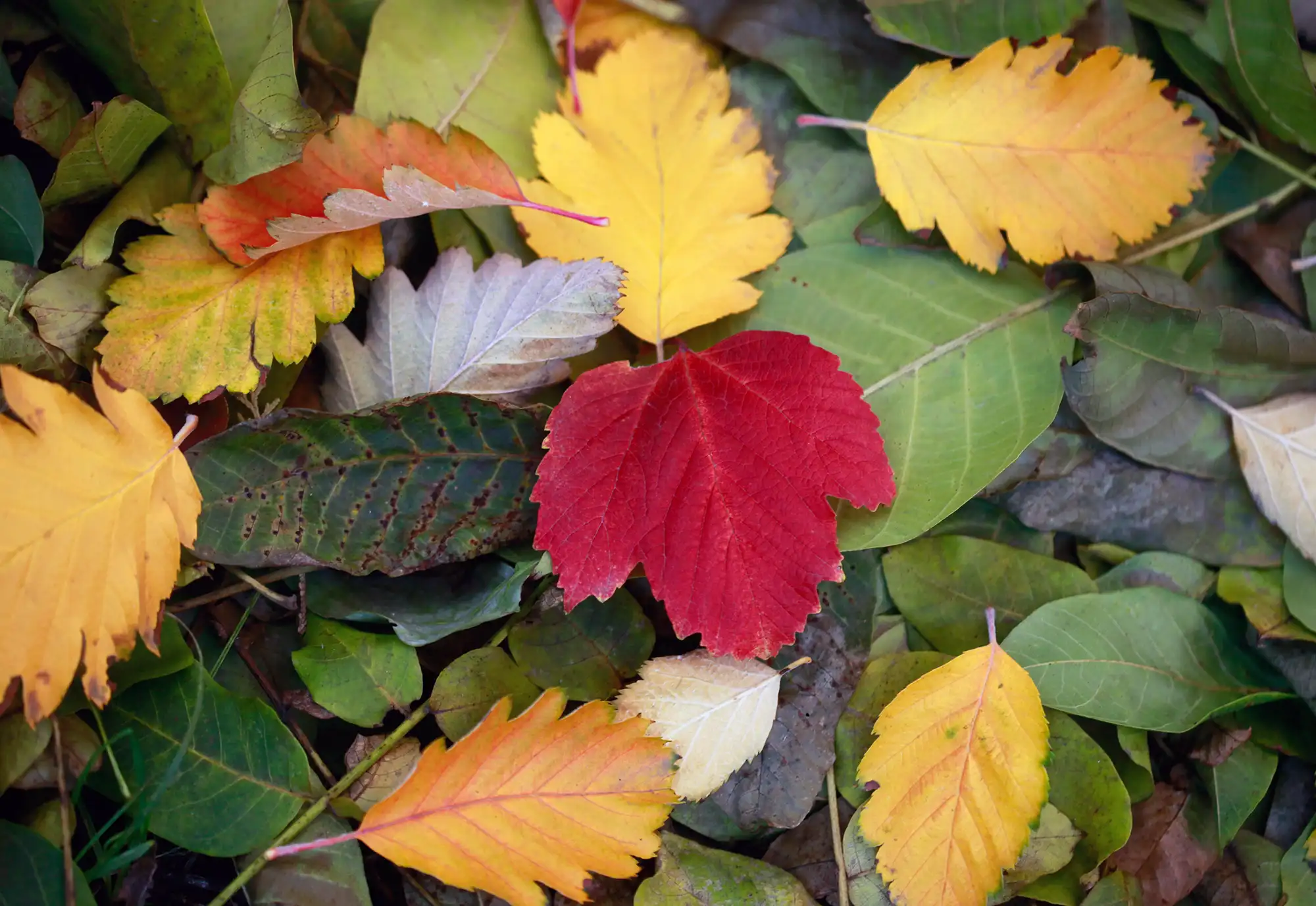 a red leaf on a pile of colorful leaves