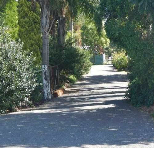 a road with trees and bushes