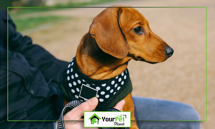 a dog wearing a black and white polka dot scarf