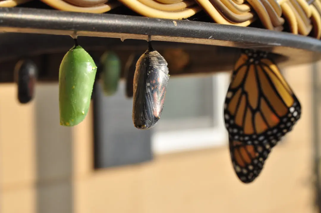 a butterfly chrysalis from a metal rod