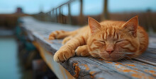 a cat lying on a bench