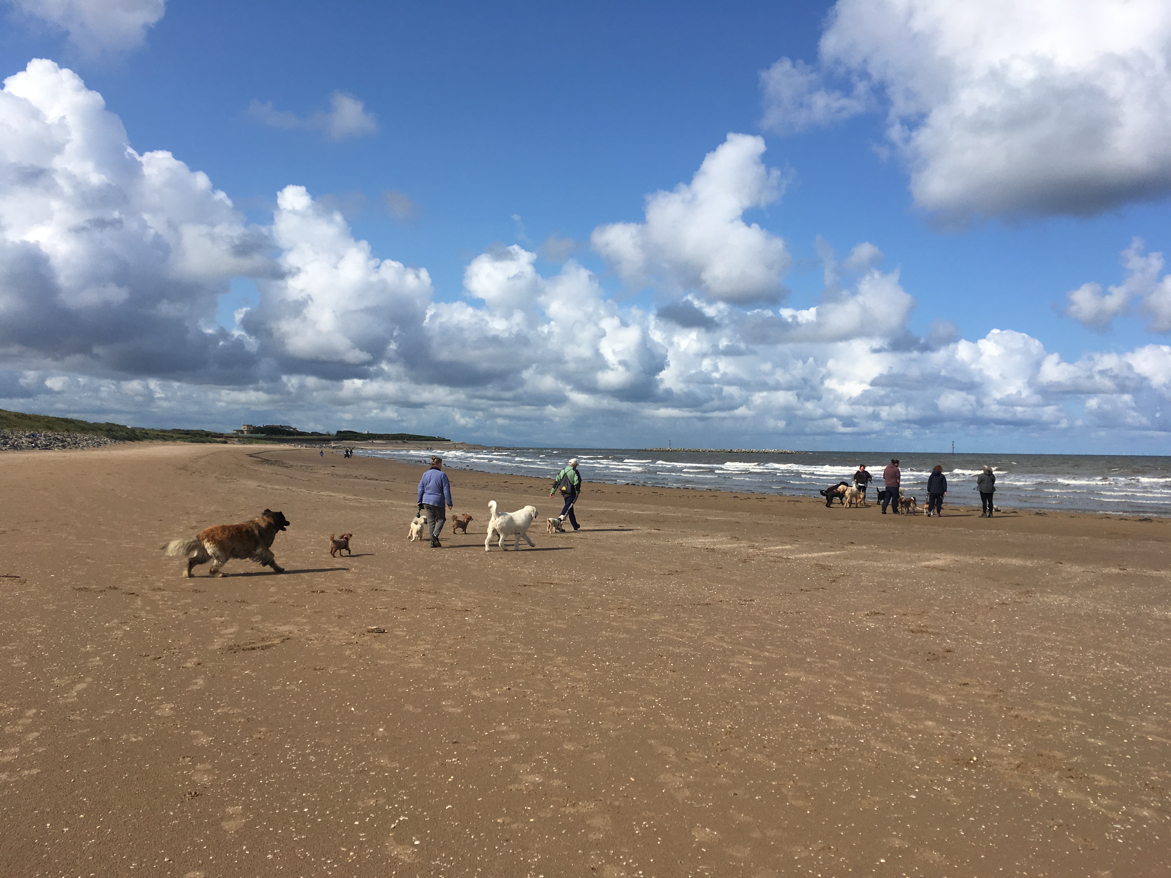 people walking dogs on a beach