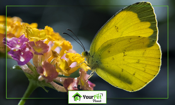 a yellow butterfly on a flower