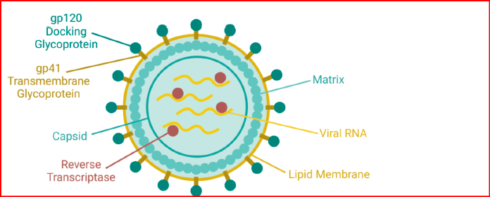 a diagram of a virus