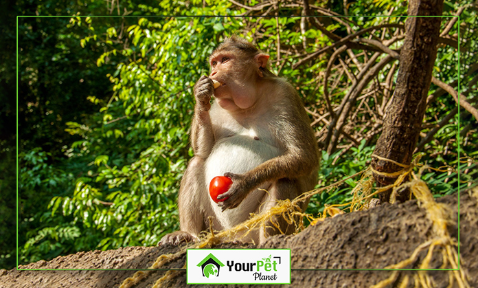 a monkey eating a tomato