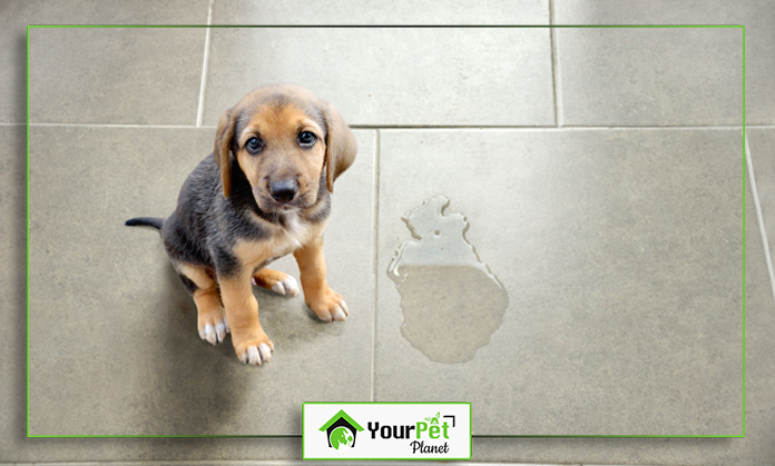 a puppy sitting on a tile floor