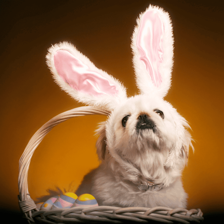 a dog with bunny ears in a basket